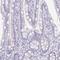 Paired Box 5 antibody, NBP2-38790, Novus Biologicals, Immunohistochemistry paraffin image 