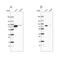 DEAD-Box Helicase 3 X-Linked antibody, NBP1-85291, Novus Biologicals, Western Blot image 