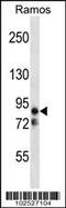 Microtubule Affinity Regulating Kinase 2 antibody, 63-331, ProSci, Western Blot image 