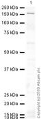 Nuclear Factor Of Activated T Cells 2 antibody, ab2722, Abcam, Western Blot image 