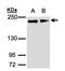 Golgin A3 antibody, orb69802, Biorbyt, Western Blot image 