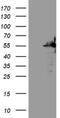 SAM Domain, SH3 Domain And Nuclear Localization Signals 1 antibody, NBP2-45685, Novus Biologicals, Western Blot image 