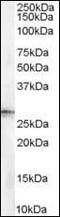 Stratifin antibody, orb95425, Biorbyt, Western Blot image 