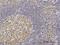 Target Of EGR1, Exonuclease antibody, H00114034-M02, Novus Biologicals, Immunohistochemistry paraffin image 