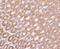 Fibroblast Growth Factor 21 antibody, NBP2-67275, Novus Biologicals, Immunohistochemistry paraffin image 