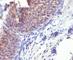 Keratin 10 antibody, V7113IHC-7ML, NSJ Bioreagents, Immunohistochemistry frozen image 