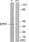 G Protein-Coupled Receptor 68 antibody, EKC1831, Boster Biological Technology, Western Blot image 