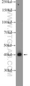 Pseudouridine Synthase 1 antibody, 11512-1-AP, Proteintech Group, Western Blot image 