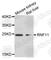 Ring Finger Protein 11 antibody, A8328, ABclonal Technology, Western Blot image 