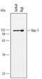 VAV1 antibody, AF3786, R&D Systems, Western Blot image 