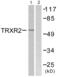 Thioredoxin reductase 2, mitochondrial antibody, abx013238, Abbexa, Western Blot image 