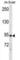 Doublecortin Like Kinase 1 antibody, abx028451, Abbexa, Western Blot image 