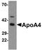 Apolipoprotein A4 antibody, PA5-21167, Invitrogen Antibodies, Western Blot image 