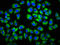 Growth Arrest Specific 1 antibody, LS-C670265, Lifespan Biosciences, Immunofluorescence image 