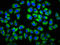 Growth arrest-specific protein 1 antibody, LS-C670265, Lifespan Biosciences, Immunofluorescence image 