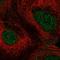 Peroxisome Proliferator Activated Receptor Alpha antibody, HPA058901, Atlas Antibodies, Immunofluorescence image 