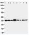 LIM And SH3 Protein 1 antibody, PA5-79581, Invitrogen Antibodies, Western Blot image 