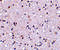 Transmembrane P24 Trafficking Protein 10 antibody, 3999, ProSci, Immunohistochemistry frozen image 