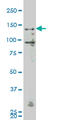 Mitogen-Activated Protein Kinase Kinase Kinase Kinase 4 antibody, LS-C105080, Lifespan Biosciences, Western Blot image 