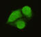 General Transcription Factor IIB antibody, M06893, Boster Biological Technology, Immunocytochemistry image 