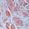 CALD1 antibody, LS-C87639, Lifespan Biosciences, Immunohistochemistry frozen image 