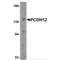 Protocadherin 12 antibody, MBS150881, MyBioSource, Western Blot image 