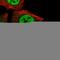 Sushi Domain Containing 1 antibody, HPA048554, Atlas Antibodies, Immunocytochemistry image 