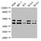 Protein Kinase CAMP-Activated Catalytic Subunit Beta antibody, CSB-PA018689LA01HU, Cusabio, Western Blot image 