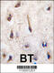 ES Cell Expressed Ras antibody, 57-928, ProSci, Immunofluorescence image 