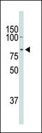 Doublecortin Like Kinase 1 antibody, LS-C100746, Lifespan Biosciences, Western Blot image 