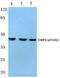 CCAAT Enhancer Binding Protein Alpha antibody, PA5-36789, Invitrogen Antibodies, Western Blot image 