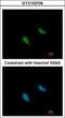 Replication factor C subunit 3 antibody, GTX103706, GeneTex, Immunofluorescence image 