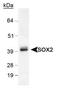 SRY-Box 2 antibody, PA1-16968, Invitrogen Antibodies, Western Blot image 