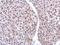 Copper homeostasis protein cutC homolog antibody, NBP2-16038, Novus Biologicals, Immunohistochemistry frozen image 