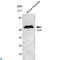 H2.0 Like Homeobox antibody, LS-C812994, Lifespan Biosciences, Western Blot image 