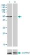 Membrane Palmitoylated Protein 1 antibody, H00004354-M02, Novus Biologicals, Western Blot image 