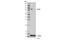 B-Raf Proto-Oncogene, Serine/Threonine Kinase antibody, 14814S, Cell Signaling Technology, Western Blot image 