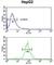 Cadherin 20 antibody, abx034550, Abbexa, Western Blot image 