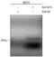 Kruppel Like Factor 4 antibody, AF3640, R&D Systems, Chromatin Immunoprecipitation image 