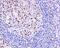 Timeless Circadian Regulator antibody, ab109512, Abcam, Immunohistochemistry paraffin image 