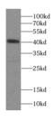 Septin 1 antibody, FNab07717, FineTest, Western Blot image 