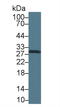 Carbonic anhydrase C antibody, LS-C294051, Lifespan Biosciences, Western Blot image 