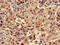 Ribosomal Protein S15 antibody, CSB-PA020372LA01HU, Cusabio, Immunohistochemistry frozen image 