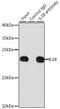 Interleukin 18 antibody, GTX32675, GeneTex, Immunoprecipitation image 