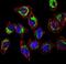 Heat Shock Protein Family D (Hsp60) Member 1 antibody, NBP1-77397, Novus Biologicals, Immunocytochemistry image 