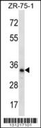 TLC Domain Containing 2 antibody, 56-374, ProSci, Western Blot image 