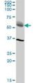 Prolylcarboxypeptidase antibody, H00005547-B01P, Novus Biologicals, Western Blot image 