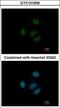 Ribosomal Protein S15 antibody, GTX101839, GeneTex, Immunofluorescence image 