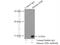 Histone Cluster 2 H2B Family Member E antibody, 15857-1-AP, Proteintech Group, Immunoprecipitation image 