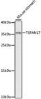 Tetraspanin 17 antibody, LS-C750391, Lifespan Biosciences, Western Blot image 